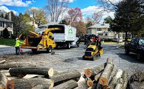 Best Tree and Shrub Care  in Cosmopolis, WA