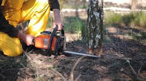 Best Stump Grinding and Removal  in Cosmopolis, WA