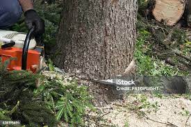 Best Tree Mulching  in Cosmopolis, WA
