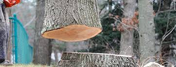 How Our Tree Care Process Works  in  Cosmopolis, WA