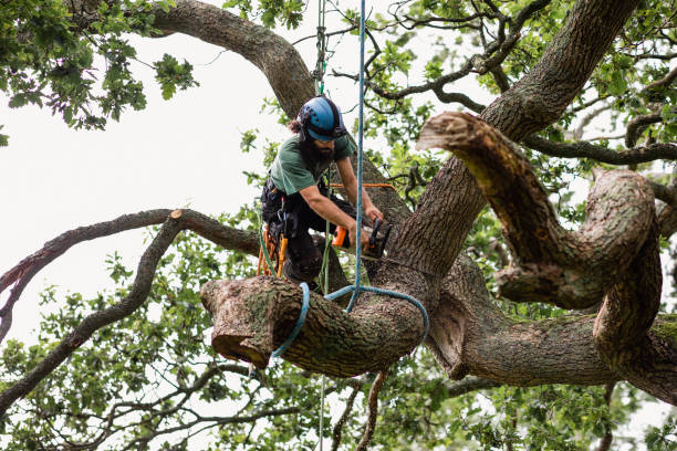 Professional Tree Care in Cosmopolis, WA