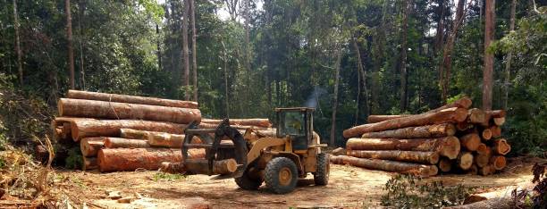 Best Tree Maintenance Programs  in Cosmopolis, WA