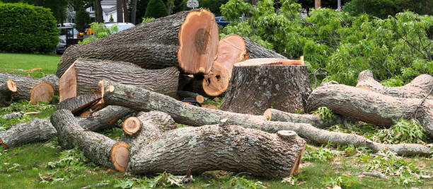 Best Arborist Consultation Services  in Cosmopolis, WA