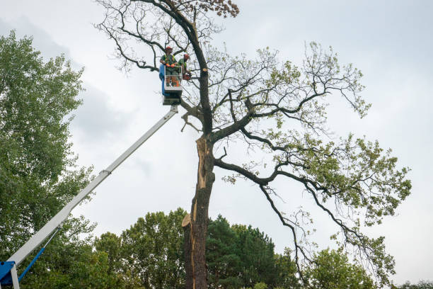Best Palm Tree Trimming  in Cosmopolis, WA