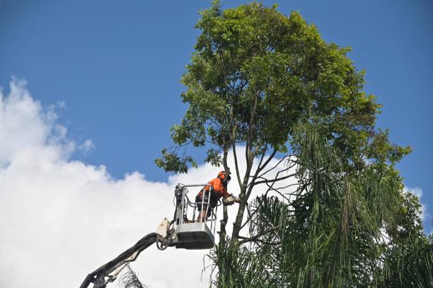 Best Tree Preservation Services  in Cosmopolis, WA