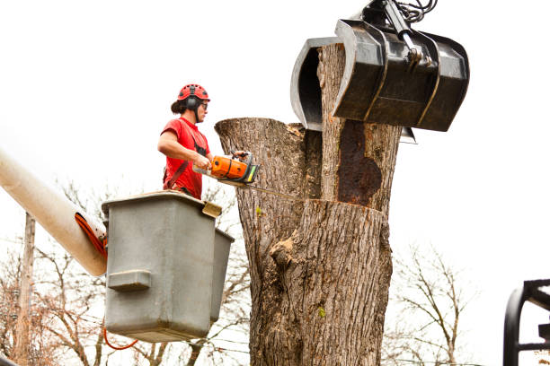 Best Firewood Processing and Delivery  in Cosmopolis, WA